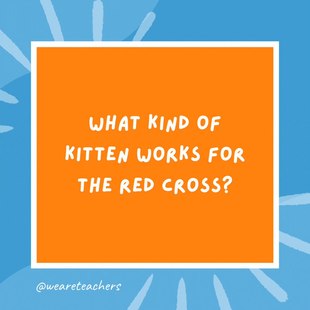 What kind of kitten works for the Red Cross? A first-aid kitten. What kind of kitten works for the Red Cross?
A first-aid kitten.