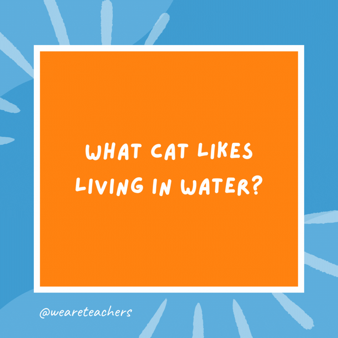 What cat likes living in water? An octo-puss. What cat likes living in water?
An octo-puss.