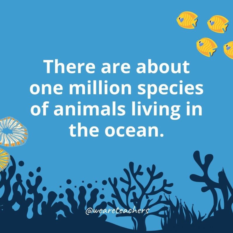 22 Amazing Ocean Facts for Kids There are about one million species of animals living in the ocean.