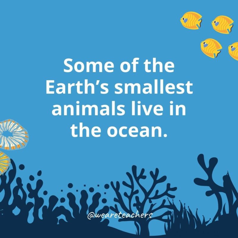 22 Amazing Ocean Facts for Kids Some of the Earth’s smallest animals live in the ocean.