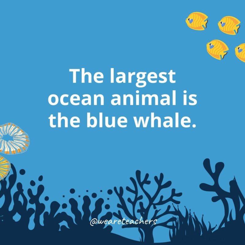 22 Amazing Ocean Facts for Kids Ocean facts for kids: the largest ocean animal is the blue whale.