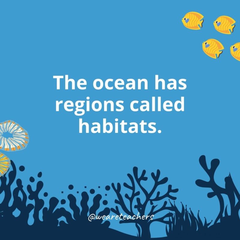 22 Amazing Ocean Facts for Kids The ocean has regions called habitats.