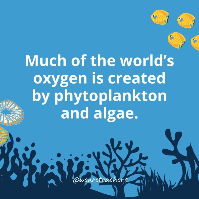 22 Amazing Ocean Facts for Kids Much of the world’s oxygen is created by phytoplankton and algae.