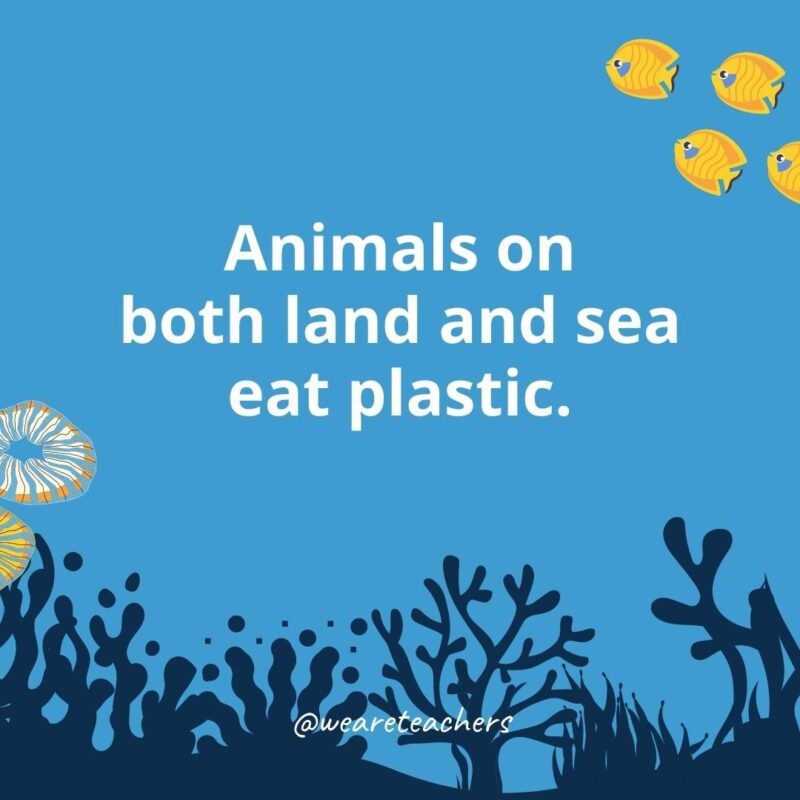 22 Amazing Ocean Facts for Kids Ocean facts for kids: animals on both land and sea eat plastic.