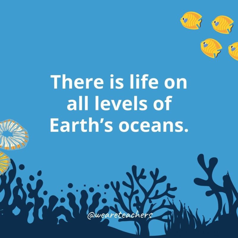 22 Amazing Ocean Facts for Kids Ocean facts for kids: there is life on all levels of Earth’s oceans.
