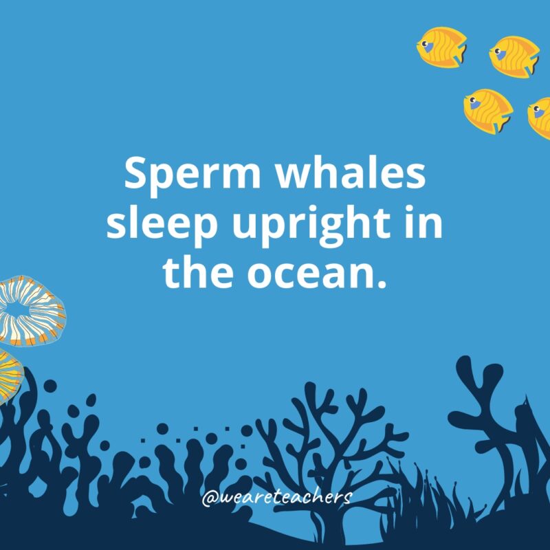 Ocean Facts 34 Ocean facts for kids: Sperm whales sleep upright in the ocean.