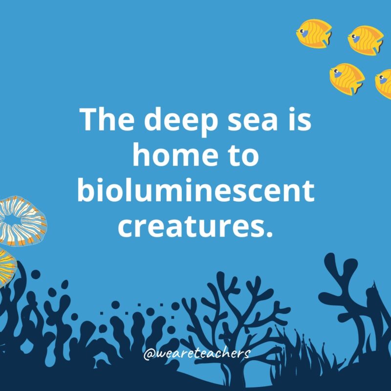 Ocean-Facts-37 The deep sea is home to bioluminescent creatures.