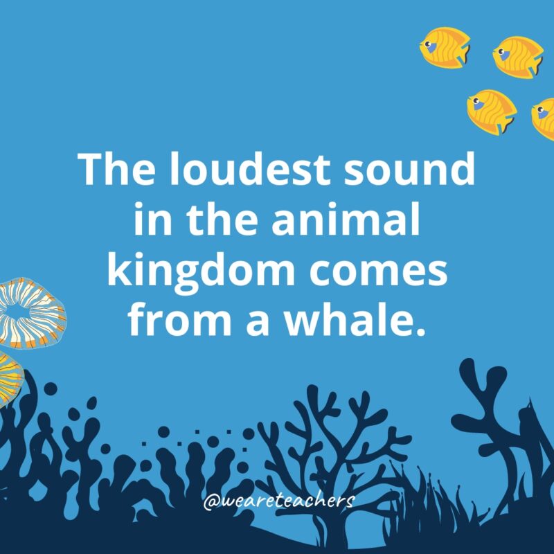 Ocean-Facts-44 The loudest sound in the animal kingdom comes from a whale.