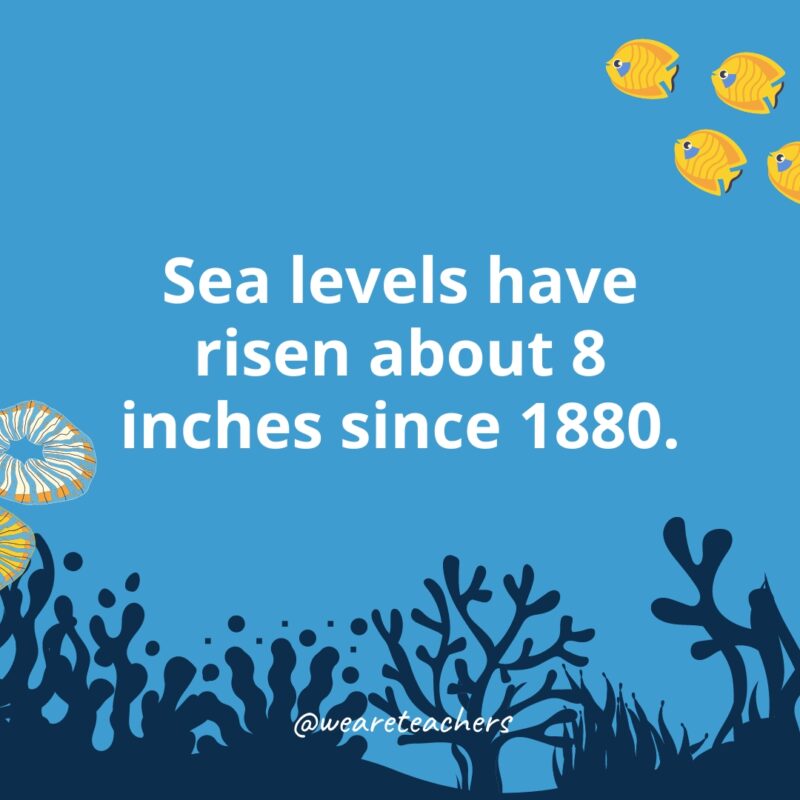 Ocean-Facts-45 Sea levels have risen about 8 inches since 1880.