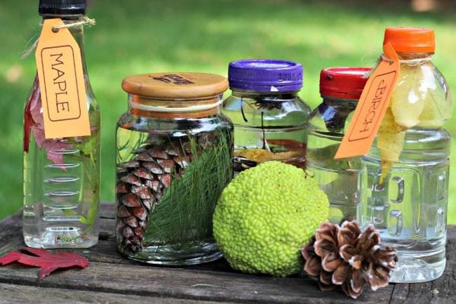 Nature Hunt A selection of nature items, some in glass jars with labels