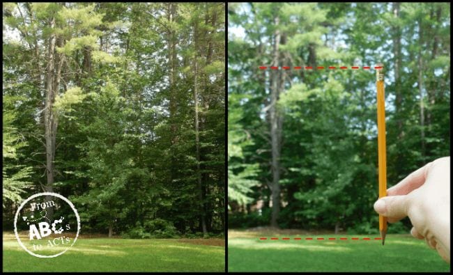 Measuring a Tree Person using a pencil to estimate the height of the tree