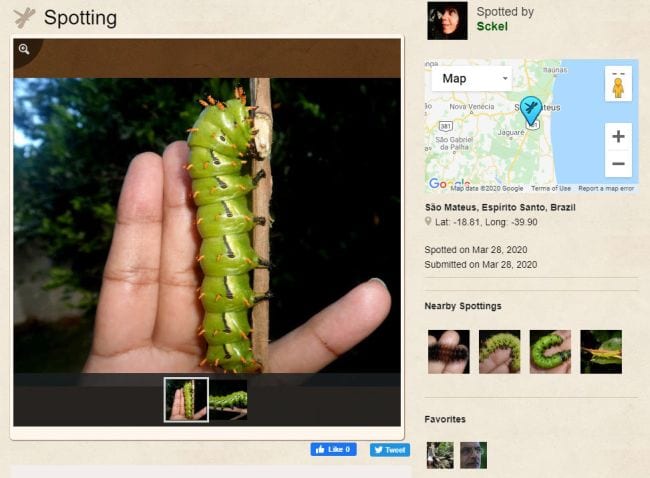 Project Noah Screenshot of a page from Project Noah, showing a large caterpillar