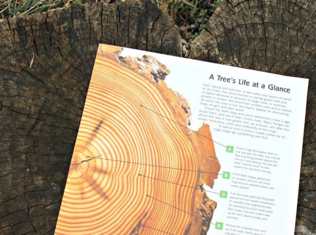 Tree Rings Printable worksheet with information about tree rings