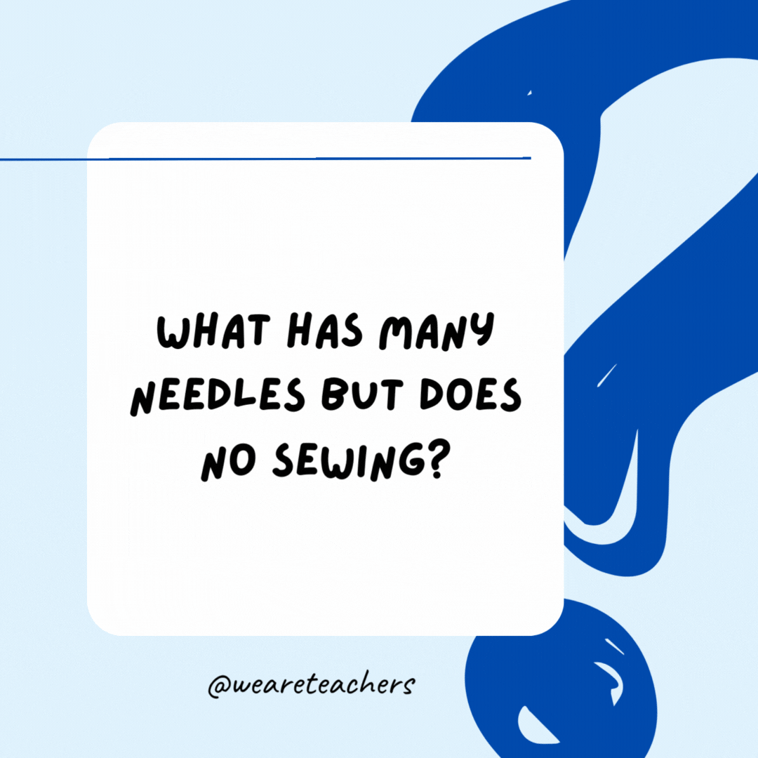 What has many needles but does no sewing?

A pine tree.- Riddles for Kids