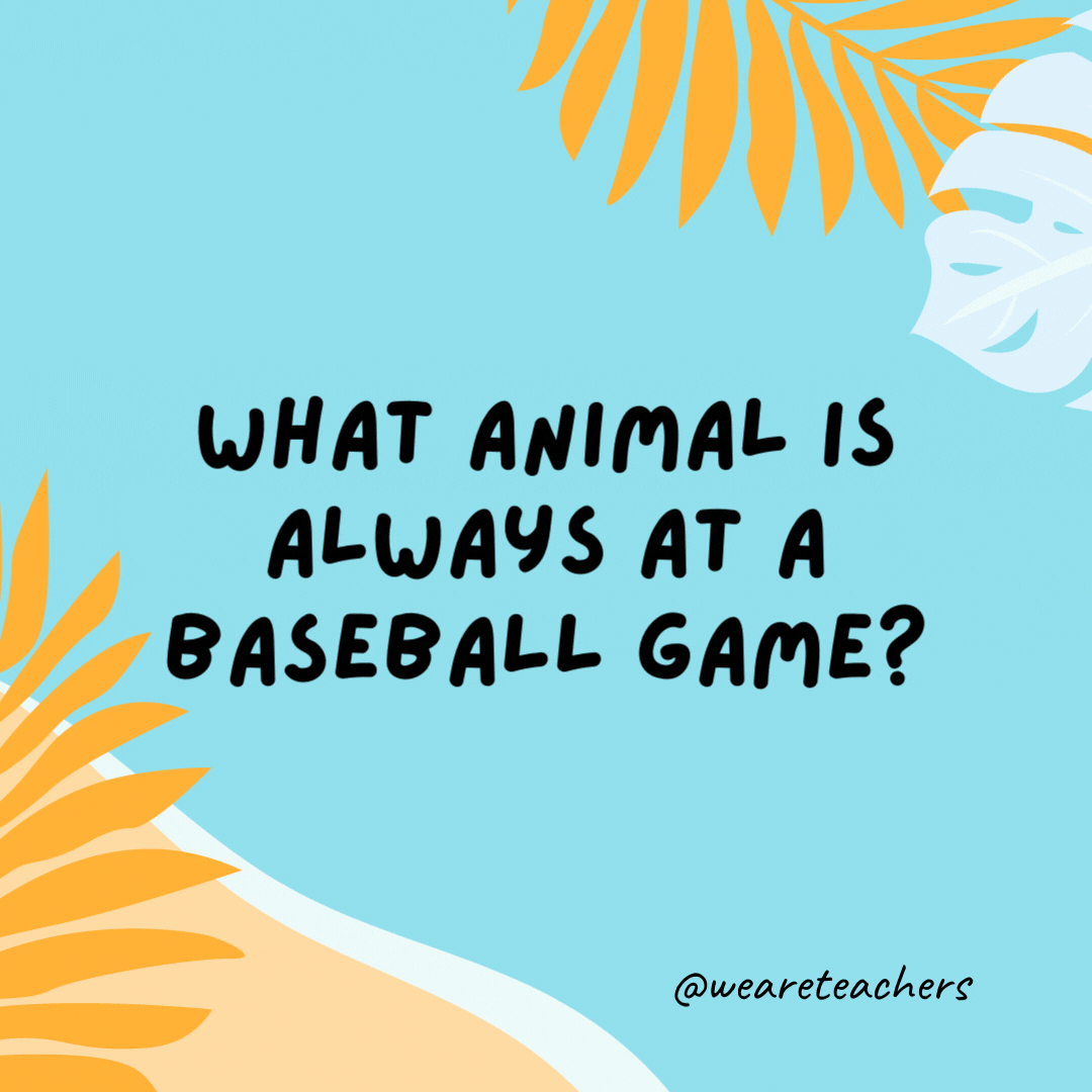 38 Super Silly Summer Jokes for Kids What animal is always at a baseball game? A bat.- funny summer jokes for kids