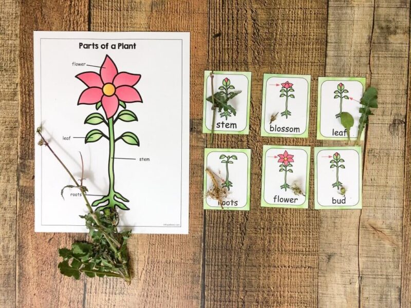 Plant Dissection Student worksheets for a plant dissection experiment as an example of plant life cycle activities