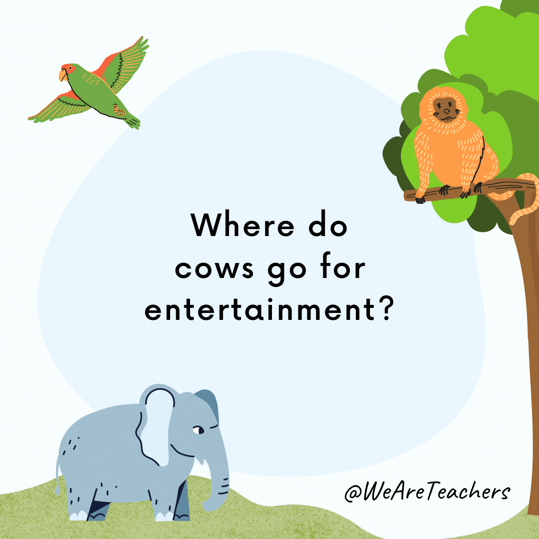 25 Hoot-larious Animal Jokes for Kids Where do cows go for entertainment? To the moo-vies.