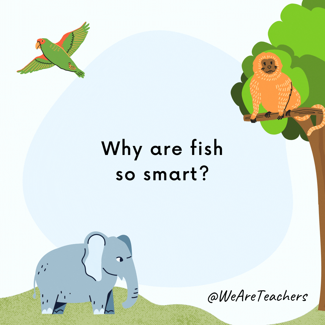 25 Hoot-larious Animal Jokes for Kids Why are fish so smart? Because they live in schools.