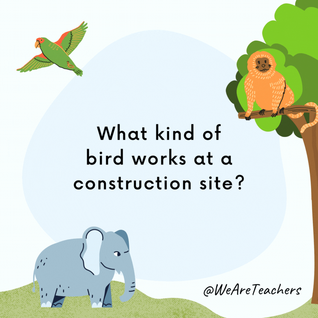 animal-jokes-26 What kind of bird works at a construction site?