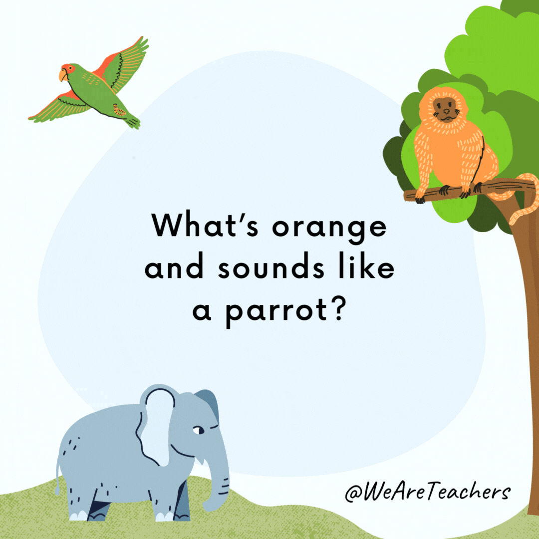 animal-jokes-28 What do you call an alligator who solves mysteries? Example of animal jokes for kids