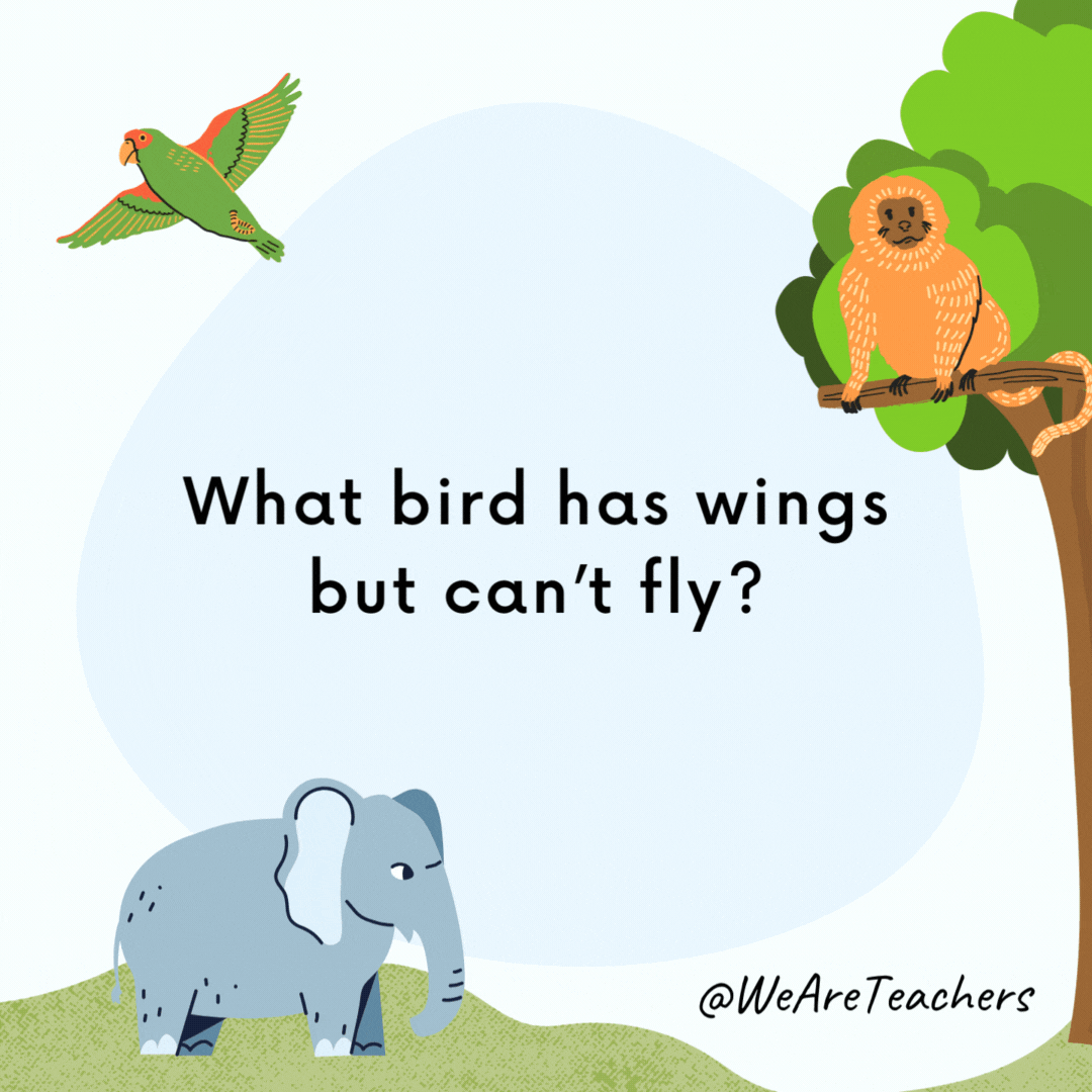 What bird has wings but can’t fly? A dead one. What bird has wings but can’t fly?
A dead one.