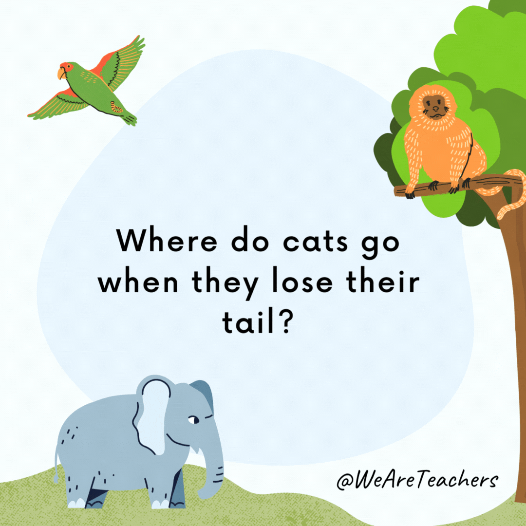 Where do cats go when they lose their tail? To the re-tail store. Where do cats go when they lose their tail?
To the re-tail store.