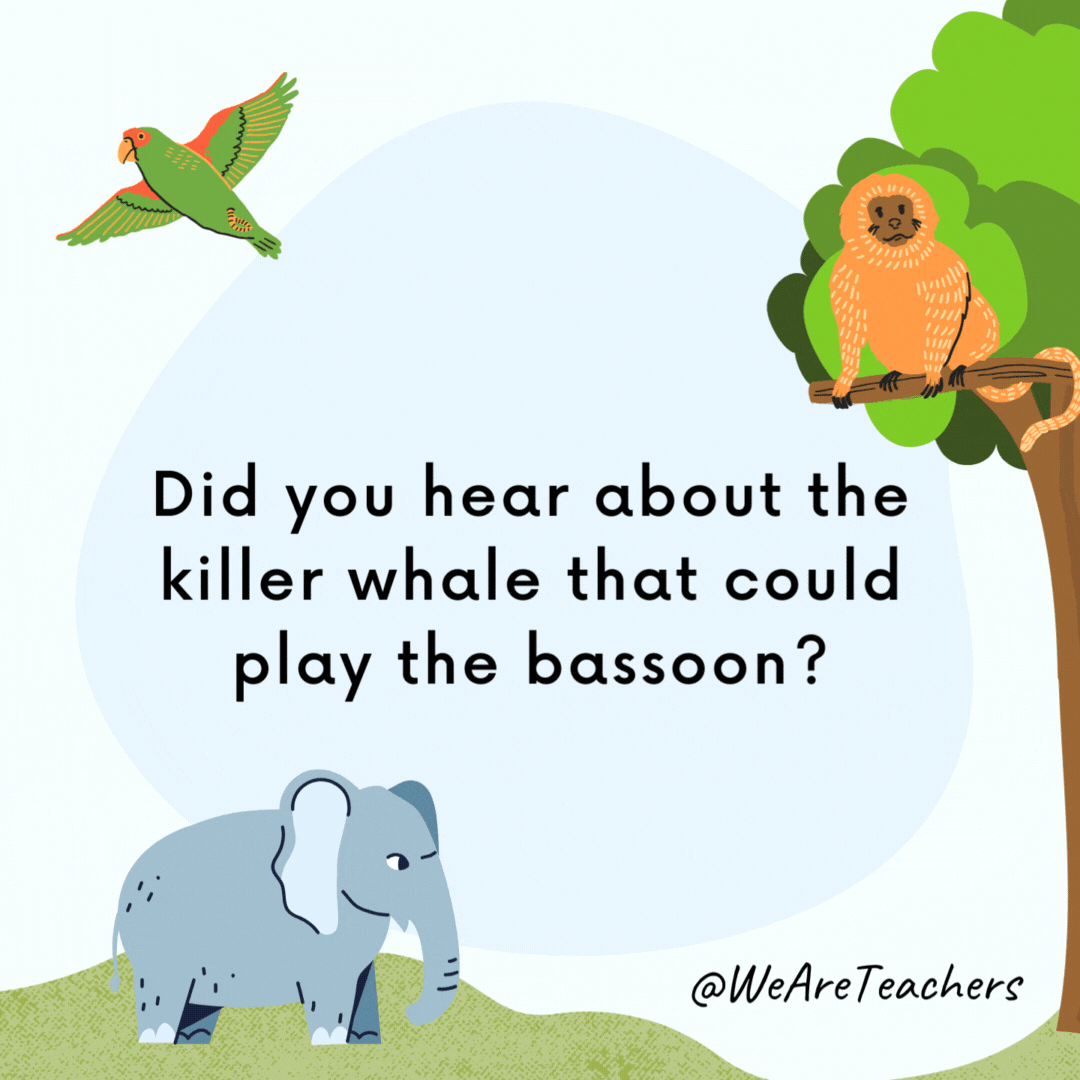 Did you hear about the killer whale that could play the bassoon? He joined the orca-stra. Did you hear about the killer whale that could play the bassoon?
He joined the orca-stra.- animal jokes