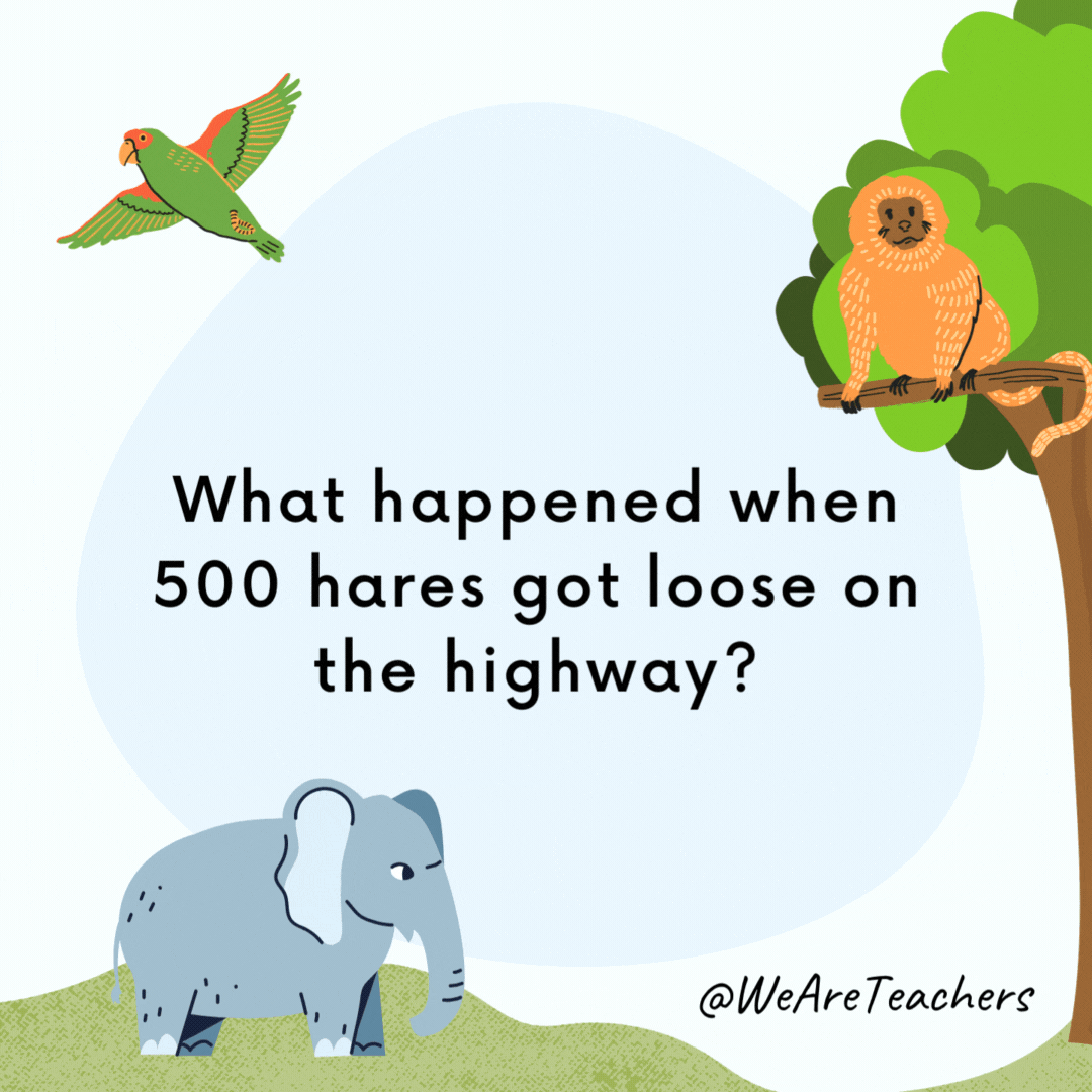 What happened when 500 hares got loose on the highway? The police had to comb the area. What happened when 500 hares got loose on the highway?
The police had to comb the area.