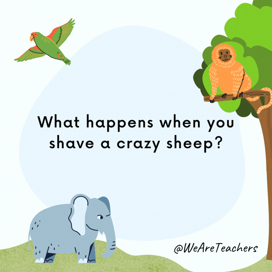 What happens when you shave a crazy sheep? Shear madness. What happens when you shave a crazy sheep?
Shear madness.- animal jokes