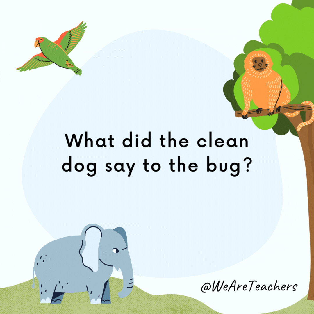 What did the clean dog say to the bug? Long time no flea. What did the clean dog say to the bug?
Long time no flea.- animal jokes
