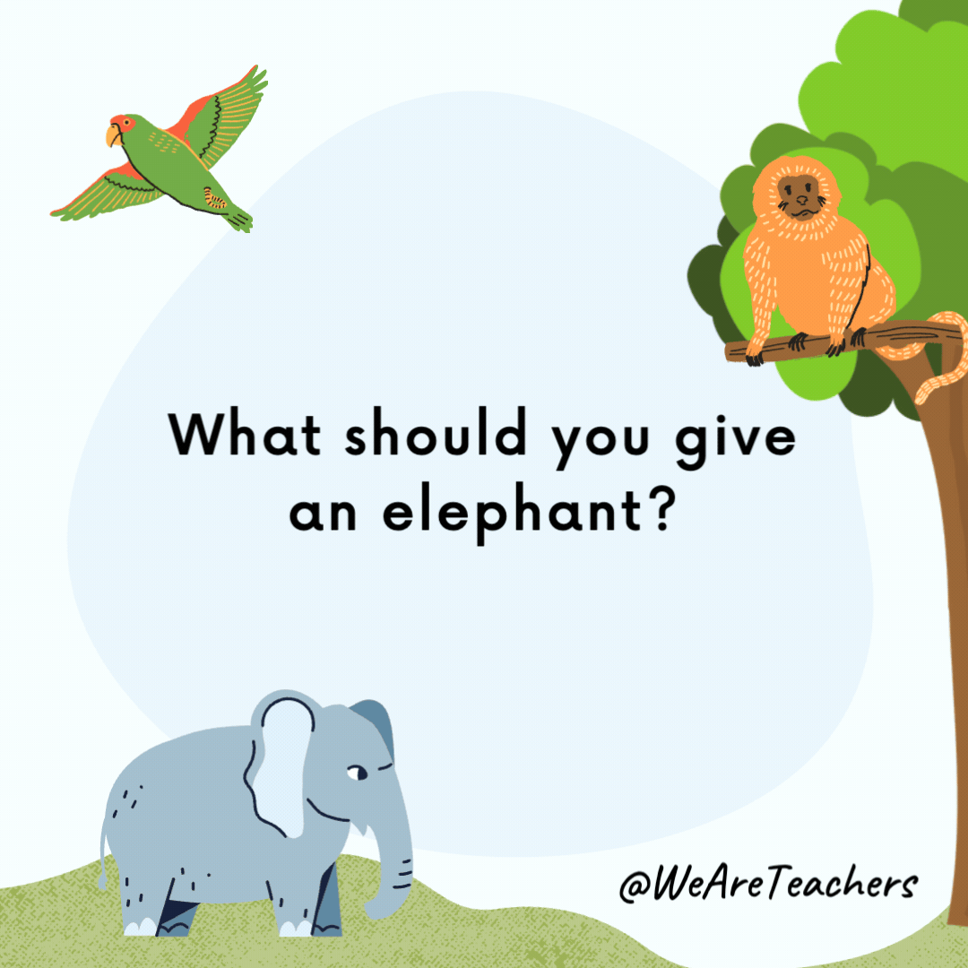 What should you give an elephant? Plenty of room. What should you give an elephant?
Plenty of room.