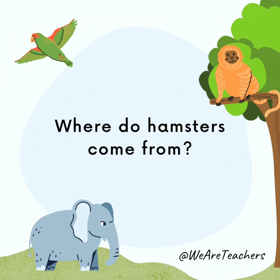Where do hamsters come from? Hamsterdam. Where do hamsters come from?
Hamsterdam.- animal jokes