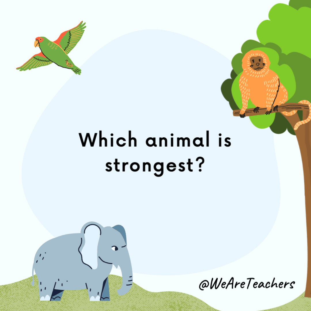 Which animal is strongest? A snail. It carries its house on its back. Which animal is strongest?
A snail. It carries its house on its back.