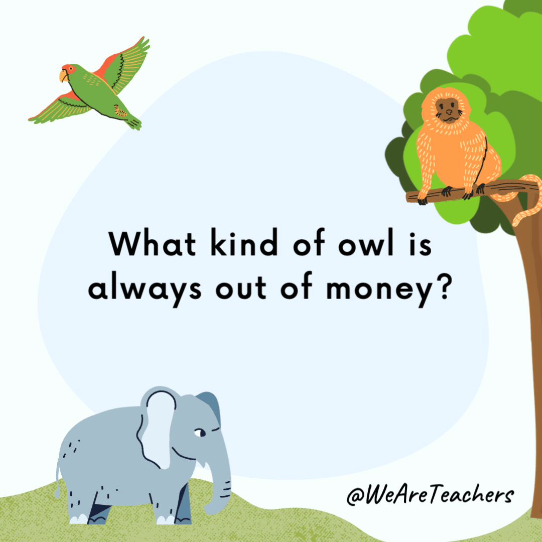What kind of owl is always out of money? A borrowing owl. What kind of owl is always out of money?
A borrowing owl.