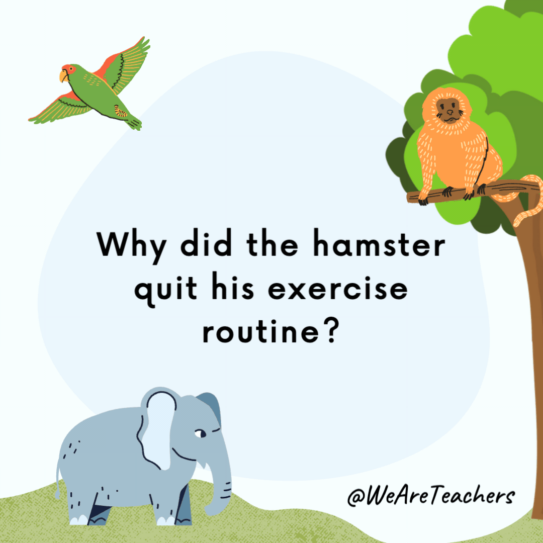 Why did the hamster quit his exercise routine? He felt like he was just going around in circles. Why did the hamster quit his exercise routine?
He felt like he was just going around in circles.