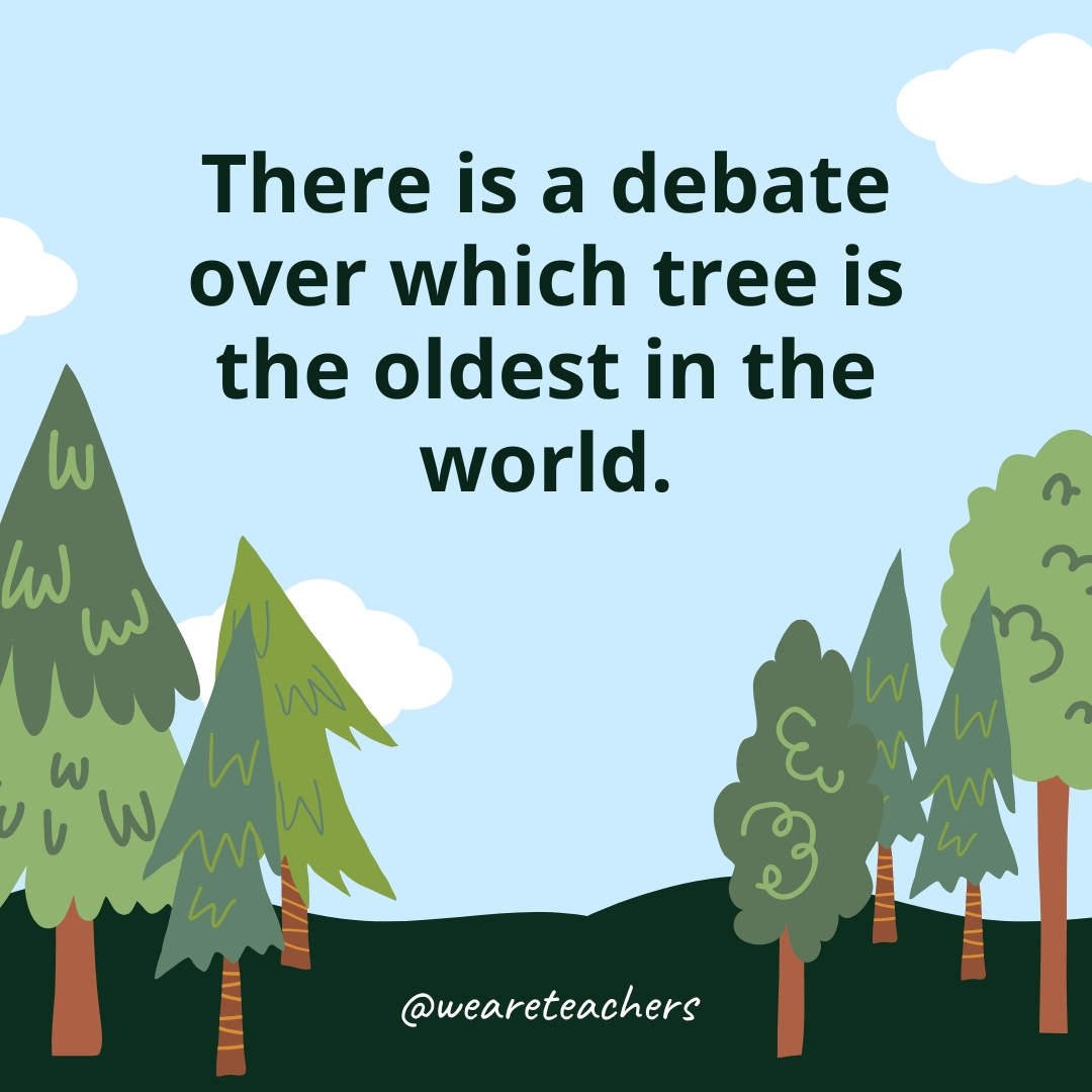 There is a debate over which tree is the oldest in the world.