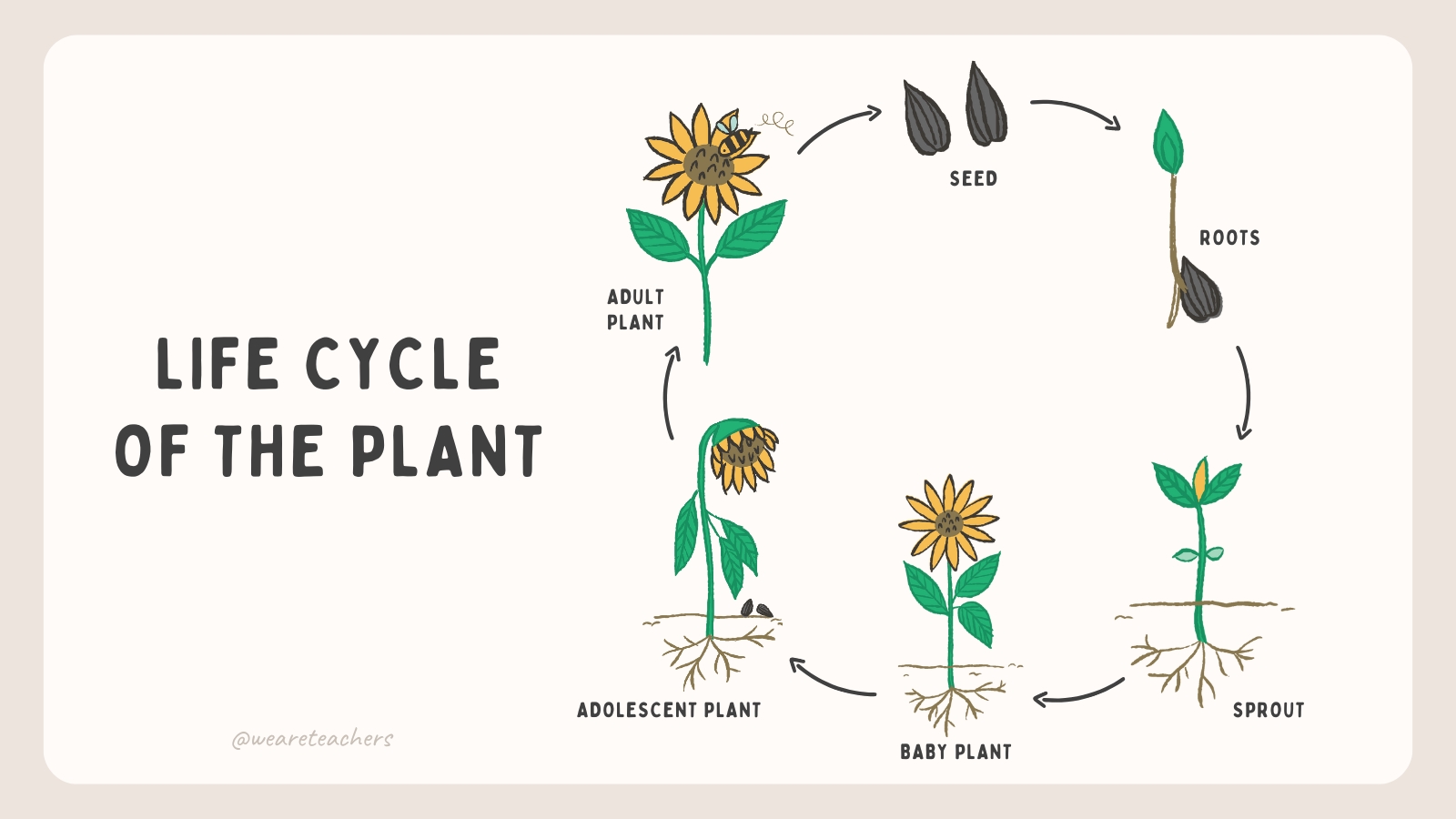 Life Cycle of a Plant Diagram featuring the life cycle of a plant.