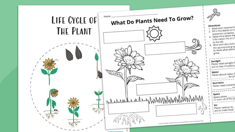 Life Cycle of The Plant Feature Life Cycle of The Plant Feature