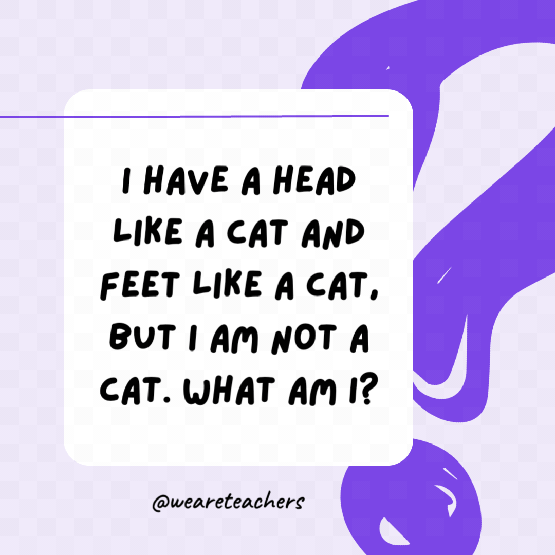 I have a head like a cat and feet like a cat, but I am not a cat. What am I? A kitten. I have a head like a cat and feet like a cat, but I am not a cat. What am I?
A kitten.