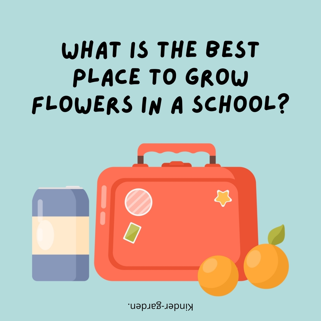 What is the best place to grow flowers in a school?

Kinder-garden.