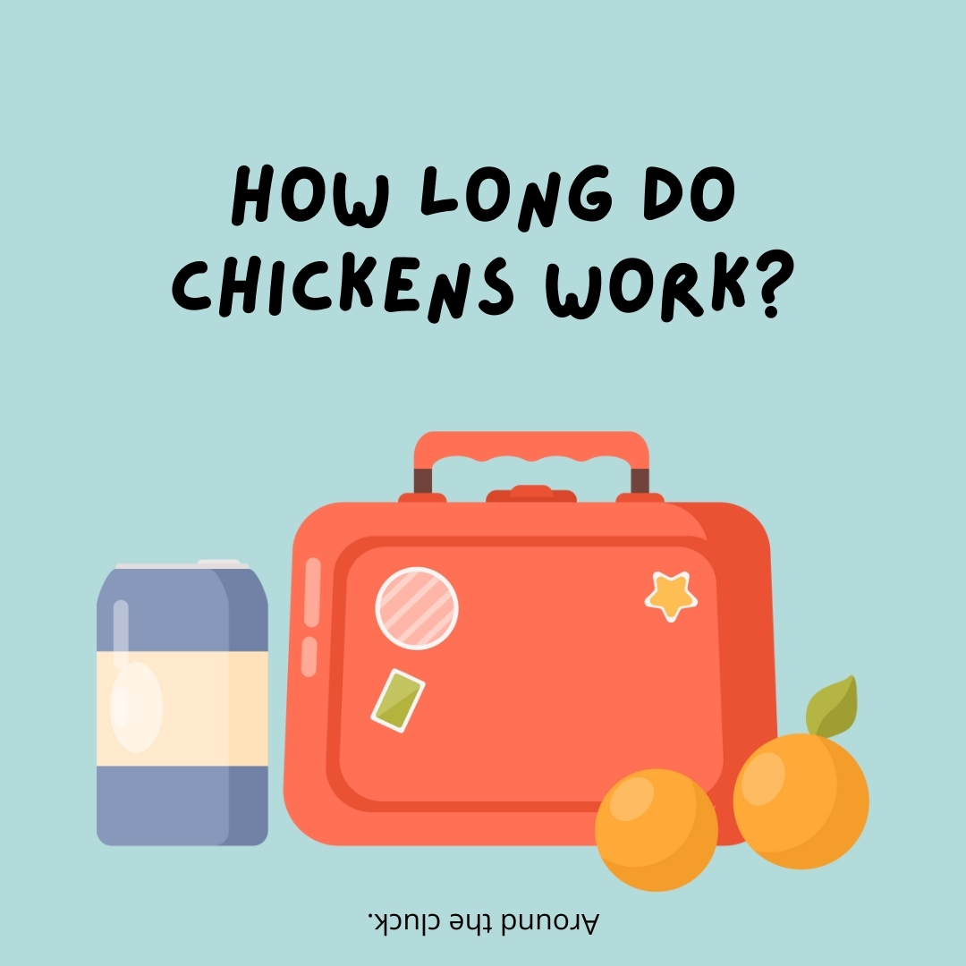How long do chickens work?

Around the cluck.