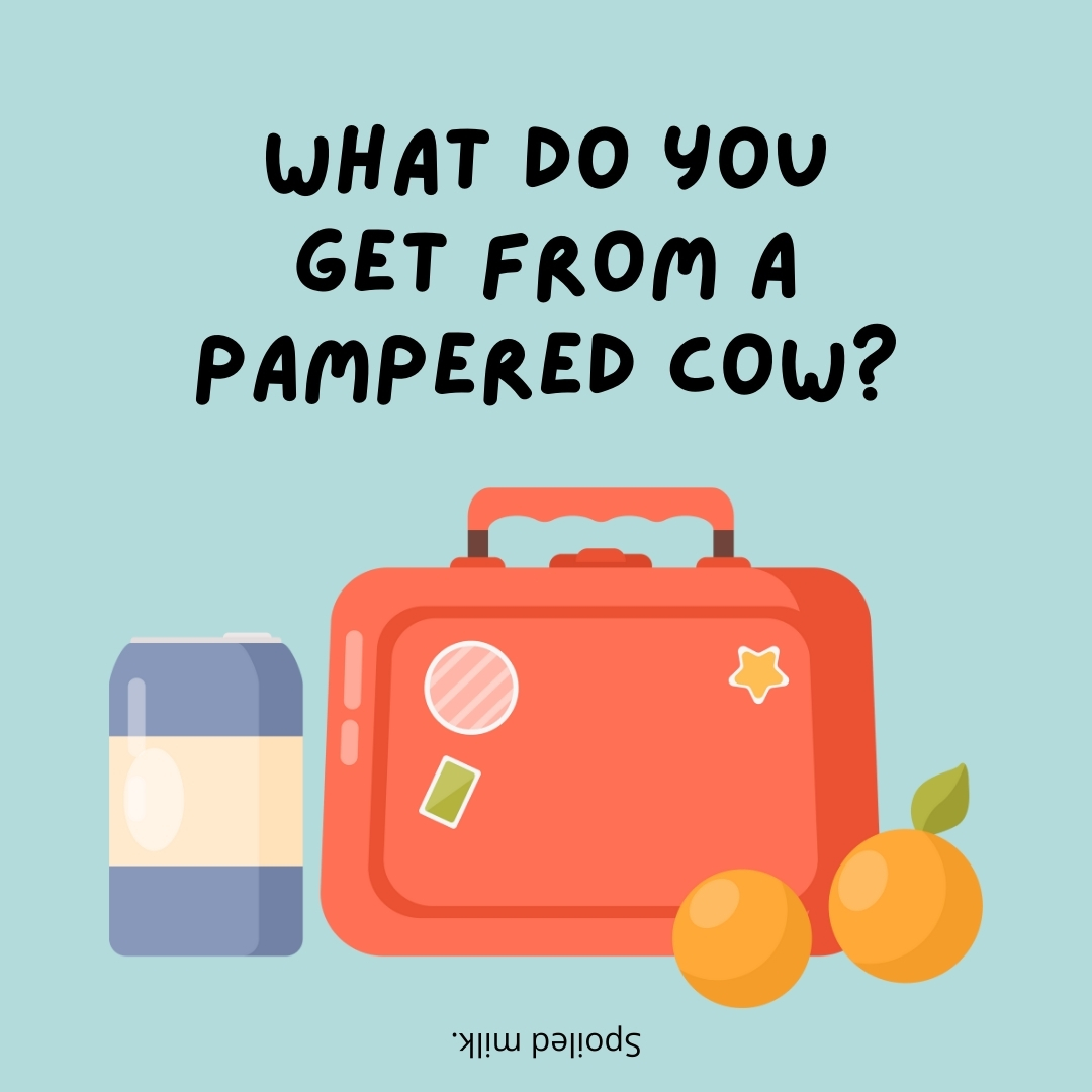What do you get from a pampered cow?

Spoiled milk.