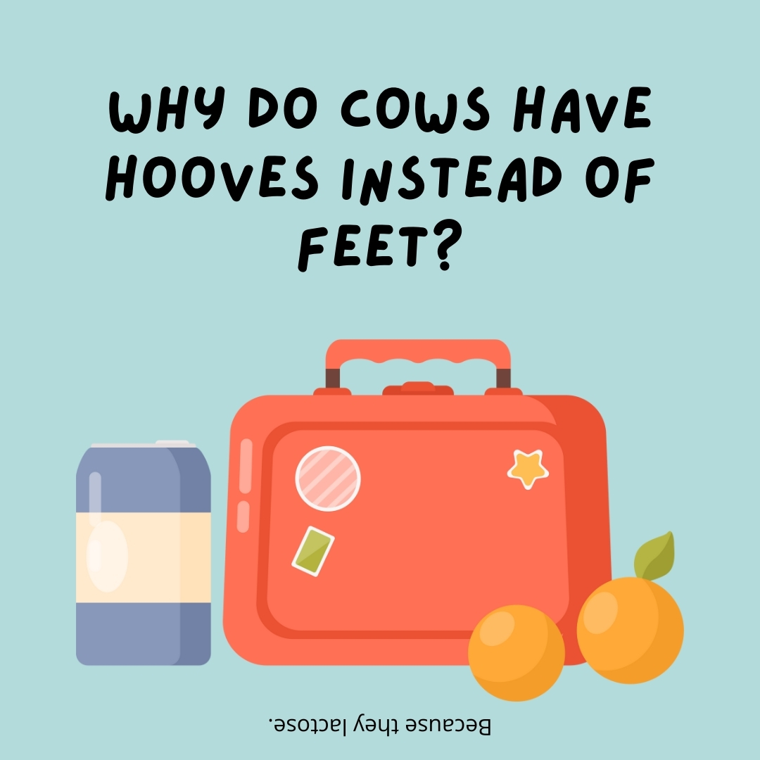 Why do cows have hooves instead of feet?

Because they lactose.- lunch box jokes
