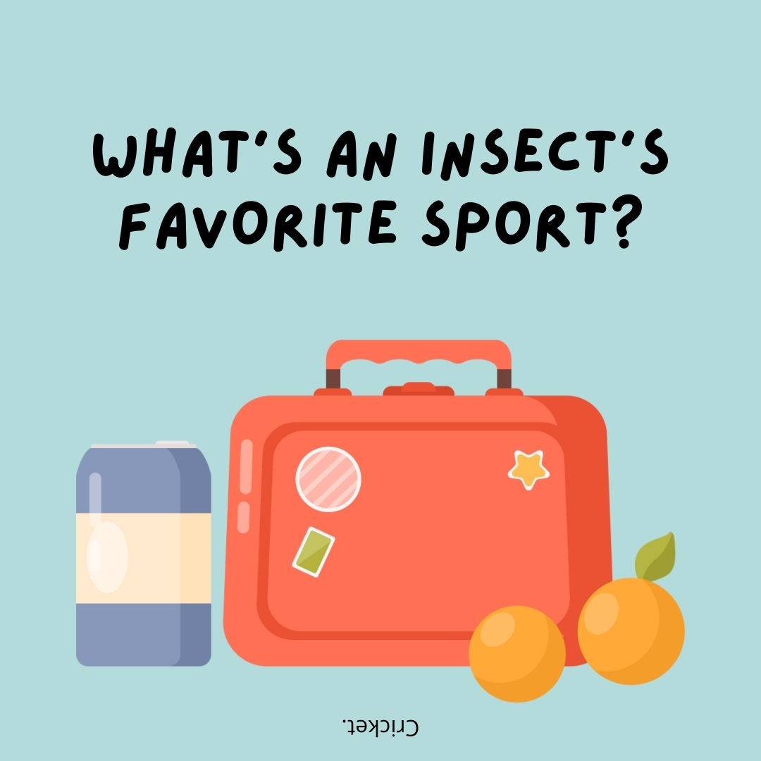 What's an insect's favorite sport?

Cricket.- lunch box jokes