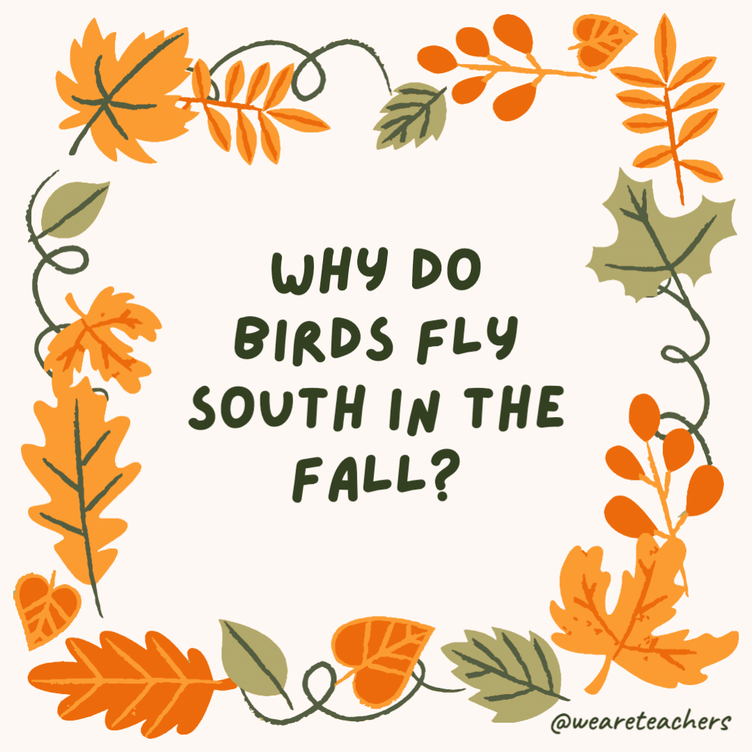 Why do birds fly south in the fall? Because it’s too far to walk. Why do birds fly south in the fall?
Because it's too far to walk.- fall jokes