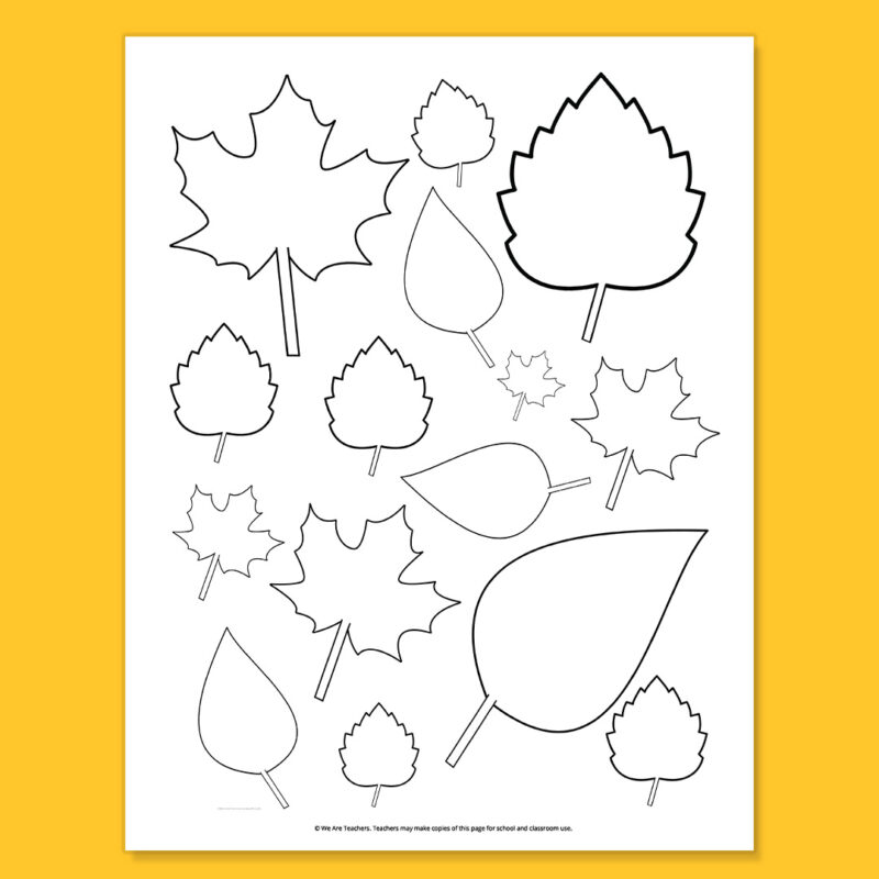 Leaves in Different Shapes and Sizes Leaves in Different Shapes and Sizes