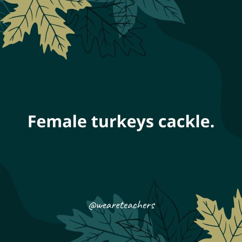 Thanksgiving Facts 11 Female turkeys cackle.- Thanksgiving facts
