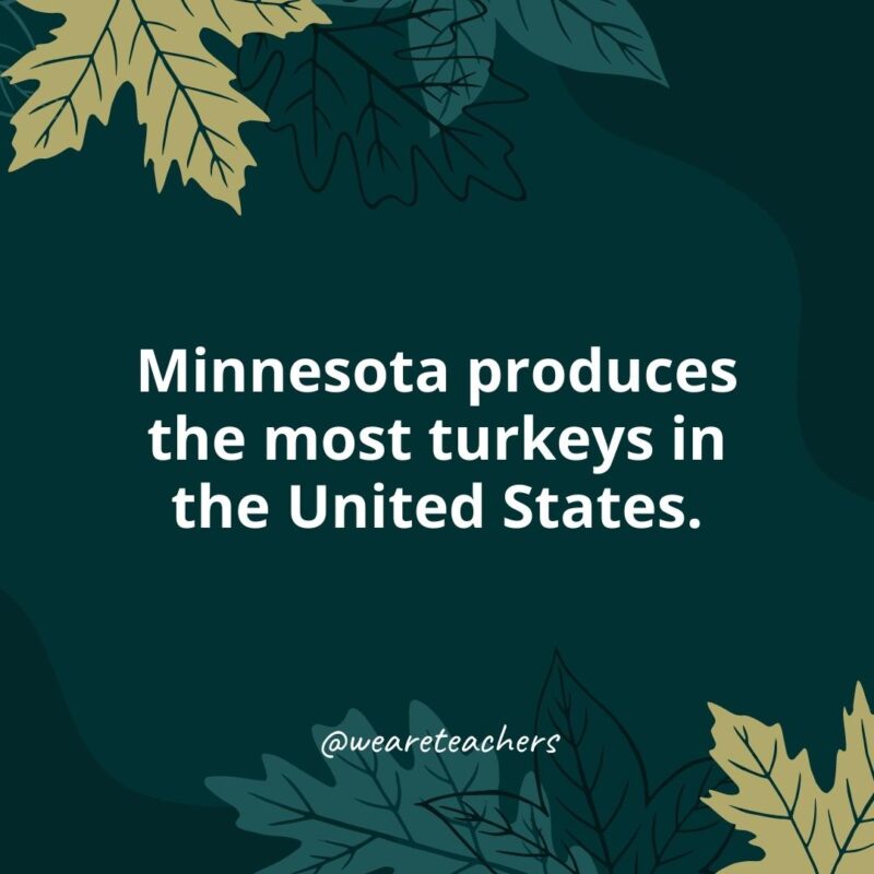 Thanksgiving Facts 14 Minnesota produces the most turkeys in the United States.