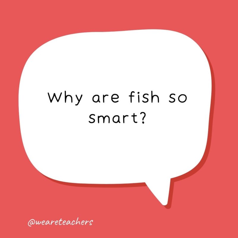 Why are fish so smart? Because they live in schools. Why are fish so smart? Because they live in schools.- school jokes for kids