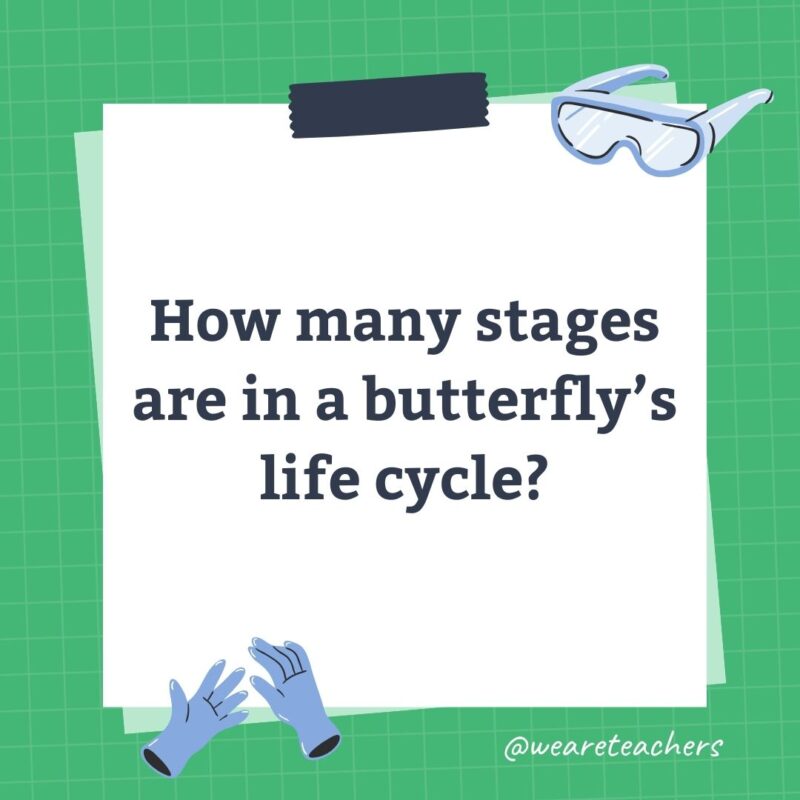 How many stages are in a butterfly’s life cycle? How many stages are in a butterfly's life cycle?- science trivia